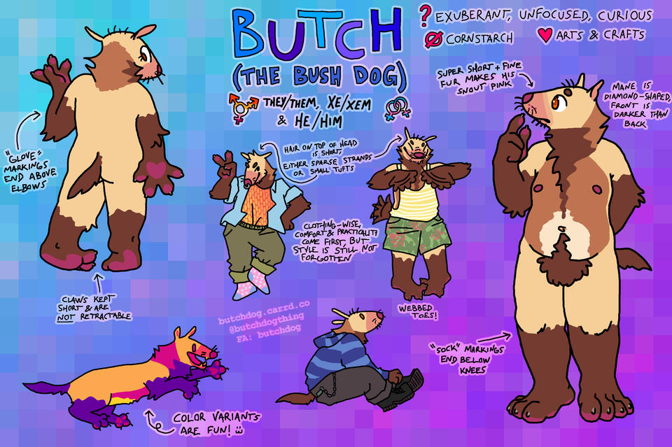 ID: a digitally-drawn reference sheet of my fursona. large text reads "butch (the bush dog), they/them, xe/xem, & he/him". there's a transgender symbol colored with orange white and pink like the lesbian flag, and a double-venus symbol colored pink white a